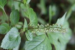 Orthosiphon rubicundus var. hohenackeri